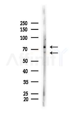 Lamin A/C Antibody - Western blot analysis of lysates from Hela cells(heat-shock,45min treatment), using Lamin A/C Antibody at 1/1000 dilution.