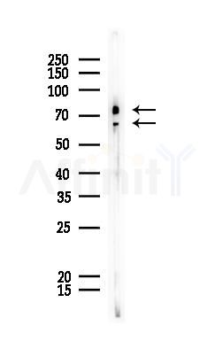 Lamin A/C Antibody - Western blot analysis of lysates from HUVEC cells, using Lamin A/C Antibody at 1/1000 dilution.