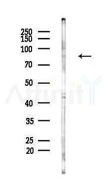 NR3C1 Antibody - Western blot analysis of lysates from Rat brain, using NR3C1 Antibody at 1/1000 dilution.