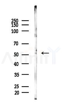 p53 Antibody - Western blot analysis of lysates from Rat brain, using p53 Antibody at 1/1000 dilution.