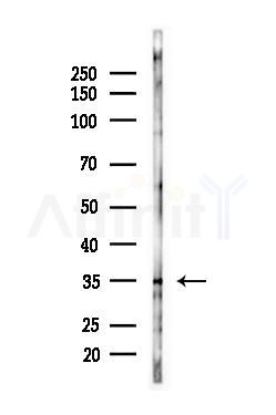 eIF2 alpha Antibody - Western blot analysis of lysates from Mouse liver, using eIF2 alpha Antibody at 1/1000 dilution.