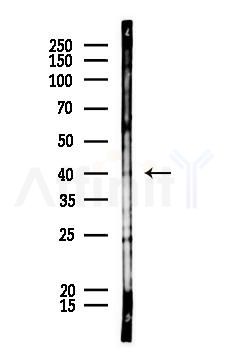 c-Jun Antibody - Western blot analysis of lysates from HUVEC cells, using c-Jun Antibody at 1/1000 dilution.