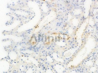 hnRNP C1/C2 Antibody - AF6118 at 1/100 staining human normal kidney tissue by IHC-P.