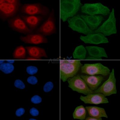 c-Myb Antibody - AF6136 staining Hela cells(45min of heat-shock) by IF/ICC.