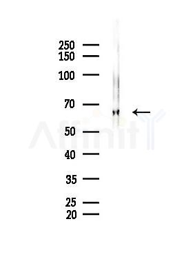 SRF Antibody - Western blot analysis of lysates from Mouse lung, using SRF Antibody at 1/1000 dilution.