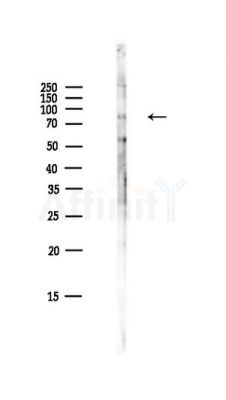 B Raf Antibody - Western blot analysis of lysates from HepG2 cells(LPS,4h treatment), using B Raf Antibody at 1/1000 dilution.