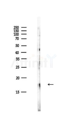 Histone H2A.X Antibody - Western blot analysis of lysates from HepG2 cells(LPS,4h treatment), using Histone H2A.