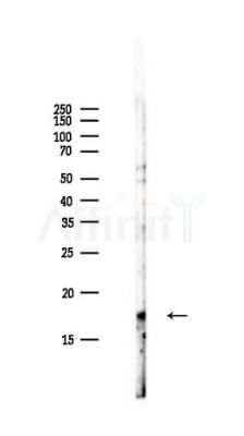 Histone H2A.X Antibody - Western blot analysis of lysates from PC12 cells(LPS,4h treatment), using Histone H2A.