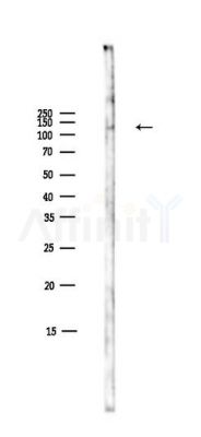 Vinculin Antibody - Western blot analysis of lysates from Mouse liver, using Vinculin Antibody at 1/1000 dilution.