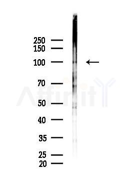 NF kappaB p105/p50 Antibody - Western blot analysis of lysates from Mouse lung, using NF kappaB p105/p50 Antibody at 1/1000 dilution.