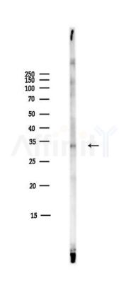 CDK2 Antibody - Western blot analysis of lysates from Mouse liver, using CDK2 Antibody at 1/1000 dilution.