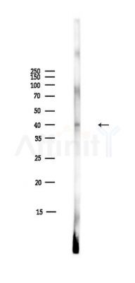 IKB alpha Antibody - Western blot analysis of lysates from Mouse liver, using IKB alpha Antibody at 1/1000 dilution.