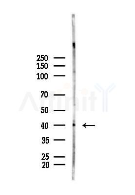 ERK1/2 Antibody - Western blot analysis of lysates from A375 cells(heat-shock,45min treatment), using ERK1/2 Antibody at 1/1000 dilution.