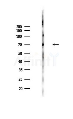 SHC Antibody - Western blot analysis of lysates from Mouse lung, using SHC Antibody at 1/1000 dilution.