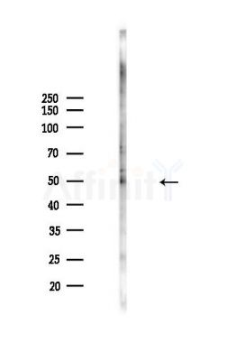 AKT1 Antibody - Western blot analysis of lysates from Mouse lung, using AKT1 Antibody at 1/1000 dilution.