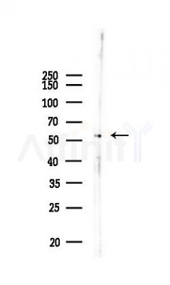 pan-AKT1/2/3 Antibody - Western blot analysis of lysates from PC12 cells, using pan-AKT1/2/3 Antibody at 1/1000 dilution.