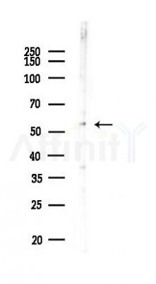 pan-AKT1/2/3 Antibody - Western blot analysis of lysates from Mouse liver, using pan-AKT1/2/3 Antibody at 1/1000 dilution.