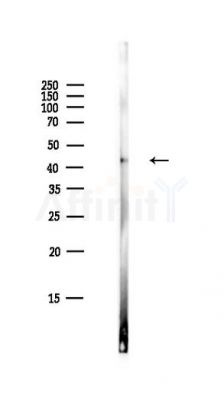 MEK2 Antibody - Western blot analysis of lysates from HepG2 cells(LPS,4h treatment), using MEK2 Antibody at 1/1000 dilution.