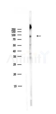 STAT3 Antibody - Western blot analysis of lysates from Mouse liver, using STAT3 Antibody at 1/1000 dilution.