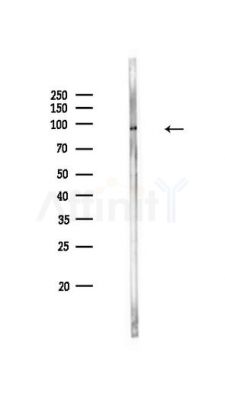 STAT1 Antibody - Western blot analysis of lysates from PC12 cells, using STAT1 Antibody at 1/1000 dilution.