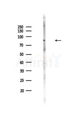 STAT1 Antibody - Western blot analysis of lysates from Mouse lung, using STAT1 Antibody at 1/1000 dilution.
