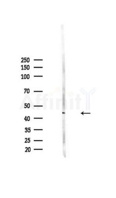MEK4/MKK4 Antibody - Western blot analysis of lysates from HepG2 cells(heat-shock,45min treatment), using MEK4/MKK4 Antibody at 1/1000 dilution.
