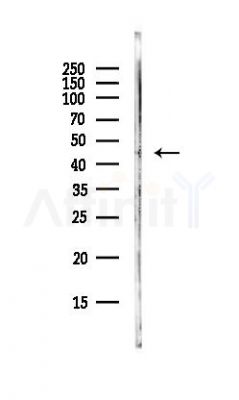 Caspase 9 Antibody - Western blot analysis of lysates from HepG2 cells(LPS, 4h treatment), using Caspase 9 Antibody at 1/1000 dilution.