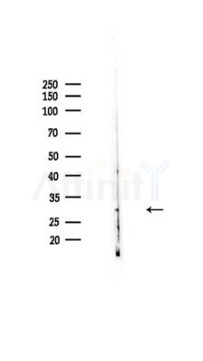 RPS6 Antibody - Western blot analysis of lysates from PC12 cells, using RPS6 Antibody at 1/1000 dilution.