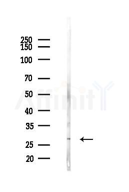 14-3-3 zeta/delta Antibody - Western blot analysis of lysates from Mouse liver, using 14-3-3 zeta/delta Antibody at 1/1000 dilution.