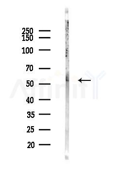 Smad3 Antibody - Western blot analysis of lysates from Mouse liver, using Smad3 Antibody at 1/1000 dilution.