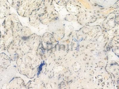 HSF1 Antibody - AF6372 at 1/100 staining human normal placenta tissue by IHC-P.