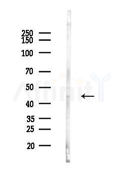 E2F1 Antibody - Western blot analysis of lysates from Mouse liver, using E2F1 Antibody at 1/1000 dilution.