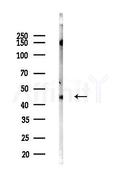 MEK1 Antibody - Western blot analysis of lysates from Mouse liver, using MEK1 Antibody at 1/1000 dilution.