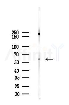 MEK1 Antibody - Western blot analysis of lysates from PC12 cells, using MEK1 Antibody at 1/1000 dilution.