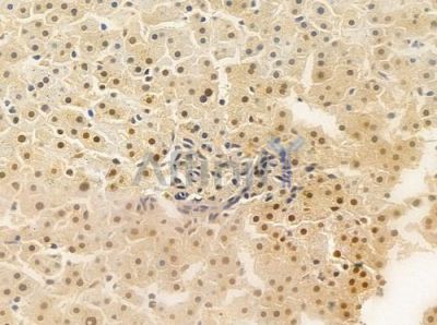 MEK1/2 Antibody - AF6384 at 1/100 staining human normal liver tissue by IHC-P.