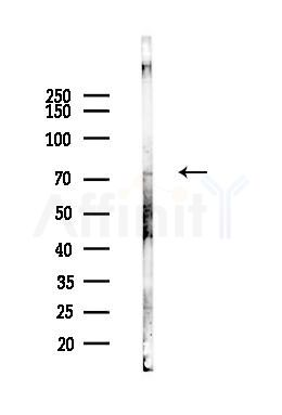 Rel Antibody - Western blot analysis of lysates from Mouse liver, using Rel Antibody at 1/1000 dilution.