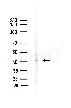 p38 MAPK Antibody - Western blot analysis of lysates from Mouse liver, using p38 MAPK Antibody at 1/1000 dilution.