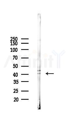 p38 MAPK Antibody - Western blot analysis of lysates from PC12 cells, using p38 MAPK Antibody at 1/1000 dilution.