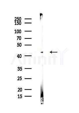 p38 MAPK Antibody - Western blot analysis of lysates from Hela cells(heat-shock,45min treatment), using p38 MAPK Antibody at 1/1000 dilution.
