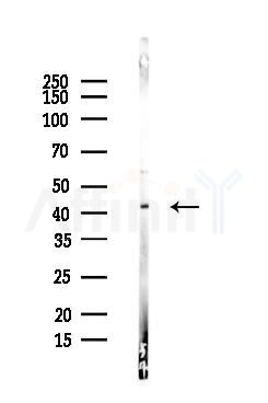 p38 MAPK Antibody - Western blot analysis of lysates from COLO205 cells(LPS,4h treatment), using p38 MAPK Antibody at 1/1000 dilution.