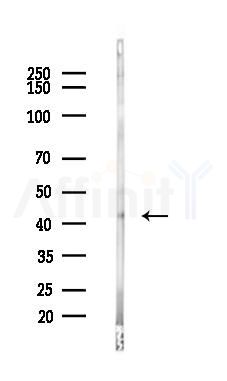 p38 MAPK Antibody - Western blot analysis of lysates from Hela cells(heat-shock,45min treatment), using p38 MAPK Antibody at 1/1000 dilution.