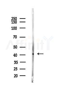 p38 MAPK Antibody - Western blot analysis of lysates from Mouse liver, using p38 MAPK Antibody at 1/1000 dilution.