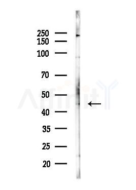 CDC37 Antibody - Western blot analysis of lysates from Hela cells(heat-shock,45min treatment), using CDC37 Antibody at 1/1000 dilution.