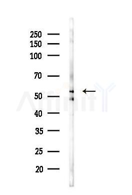 HDAC2 Antibody - Western blot analysis of lysates from Mouse testis, using HDAC2 Antibody at 1/1000 dilution.