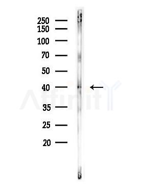 AurB Antibody - Western blot analysis of lysates from Hela cells(heat-shock,45min treatment), using AurB Antibody at 1/1000 dilution.