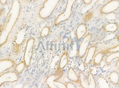 p62Dok Antibody - AF6478 at 1/100 staining human normal kidney tissue by IHC-P.