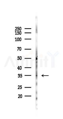 DARPP32 Antibody - Western blot analysis of lysates from Mouse liver, using DARPP32 Antibody at 1/1000 dilution.