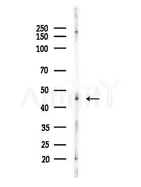 IKK gamma Antibody - Western blot analysis of lysates from Hela cells(heat-shock,45min treatment), using IKK gamma Antibody at 1/1000 dilution.