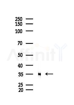 AurB/C Antibody - Western blot analysis of lysates from PC12 cells, using AurB/C Antibody at 1/1000 dilution.