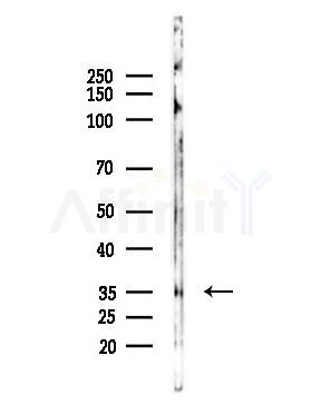 AurB/C Antibody - Western blot analysis of lysates from Hela cells(heat-shock,45min treatment), using AurB/C Antibody at 1/1000 dilution.